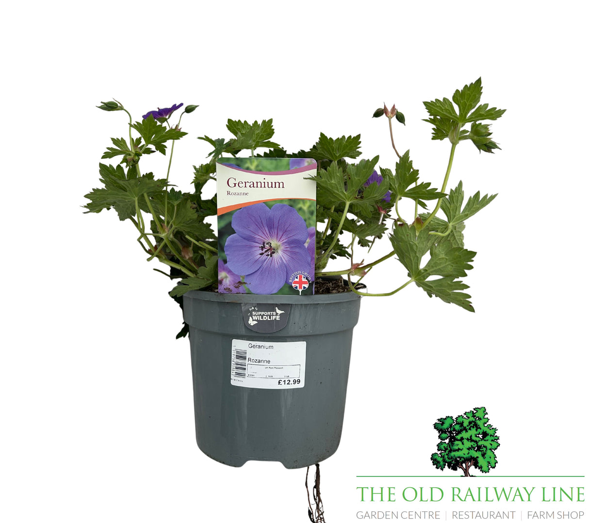 Geranium 'Rozanne' Plant - 3Ltr Pot