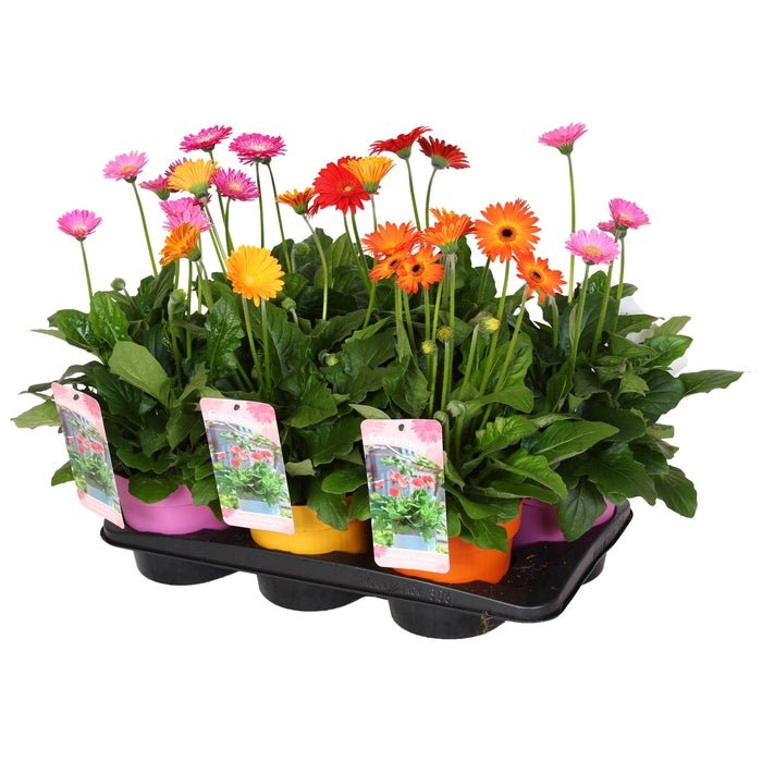 Gerbera Garvinea Mixed 17cm Pot (Choice of 4) - Old Railway Line Garden Centre