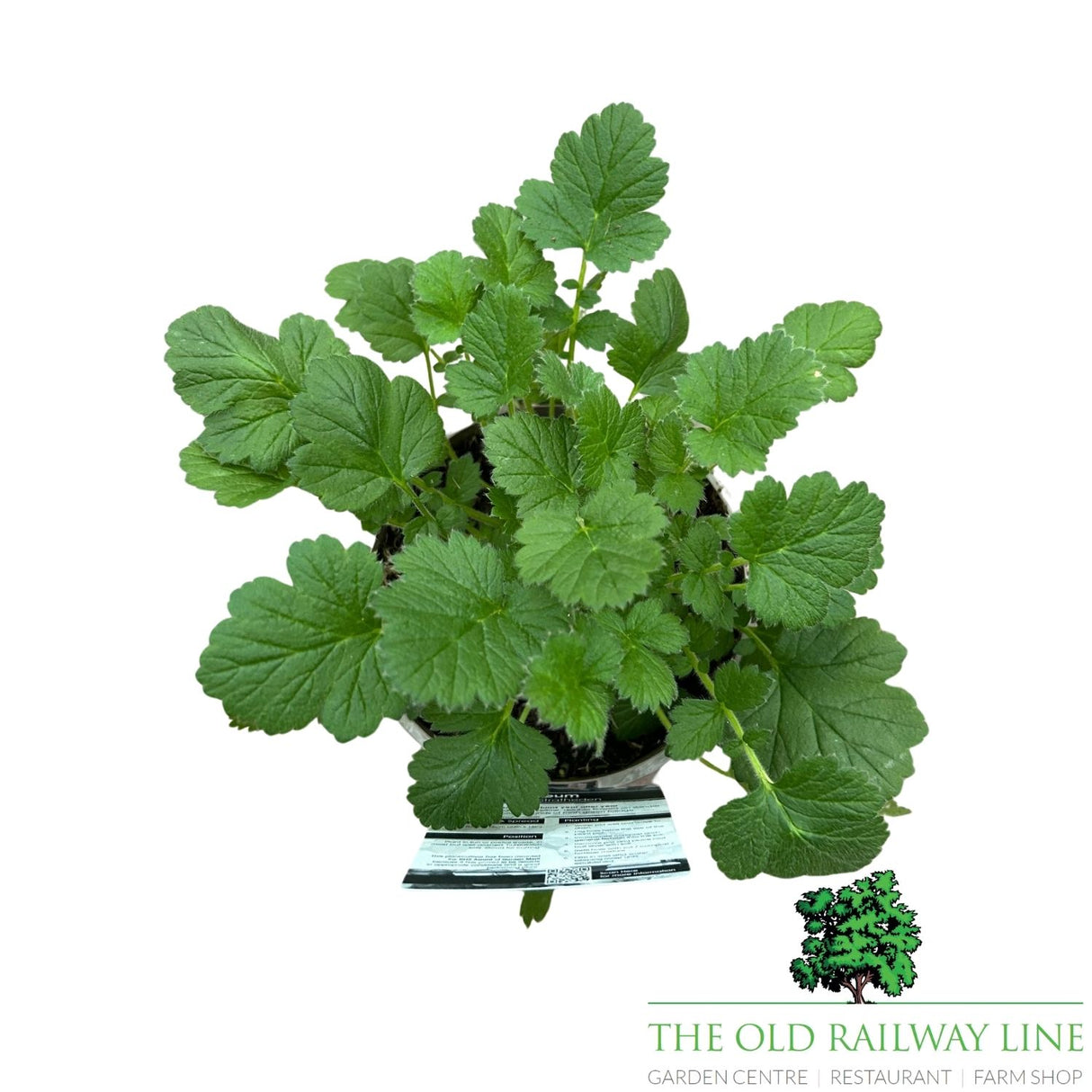 Geum ‘Lady Stratheden’ – 1Ltr Pot