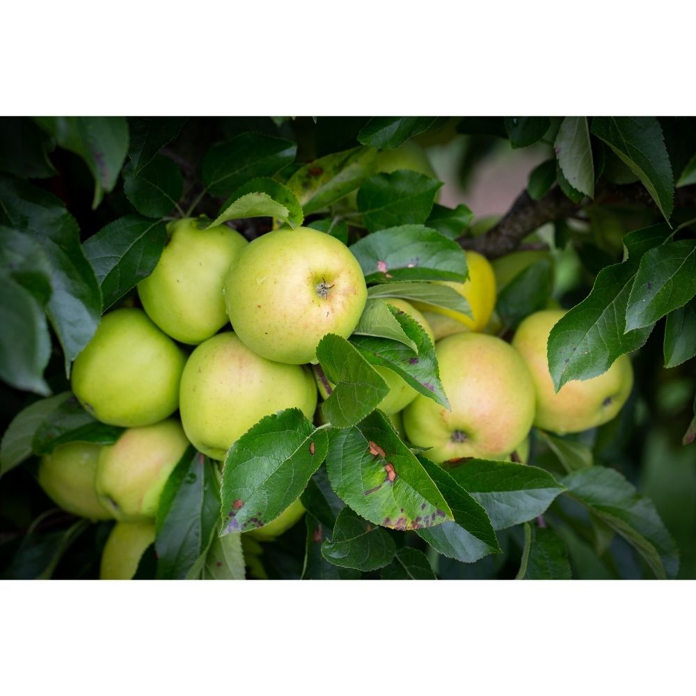 Frank P Matthews 'Golden Delicious' Apple Tree - 12 Ltr Pot