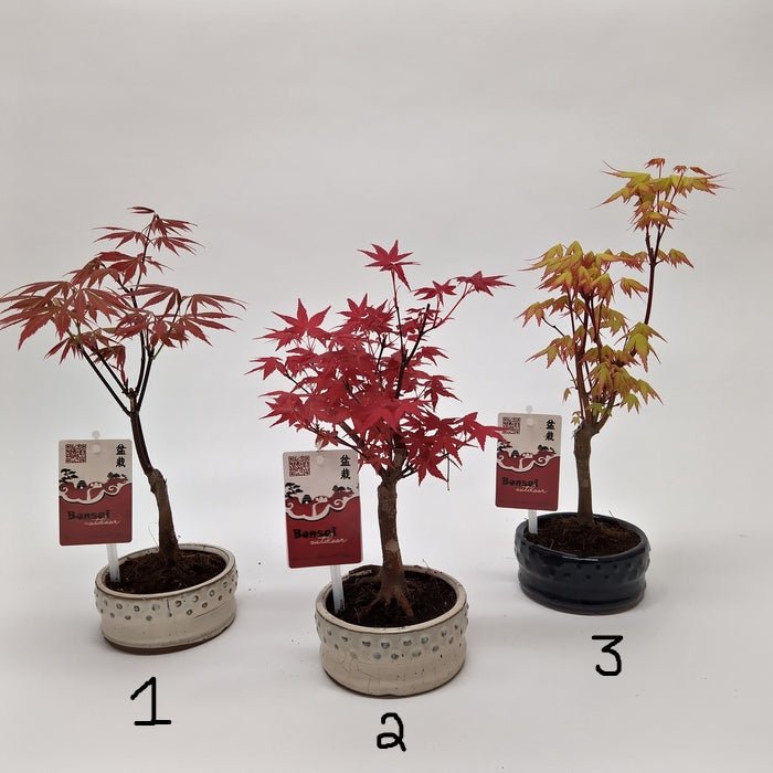 Green Inspiration Acer Bonsai Mixed 12cm Pot (Choice of 3) - Old Railway Line Garden Centre