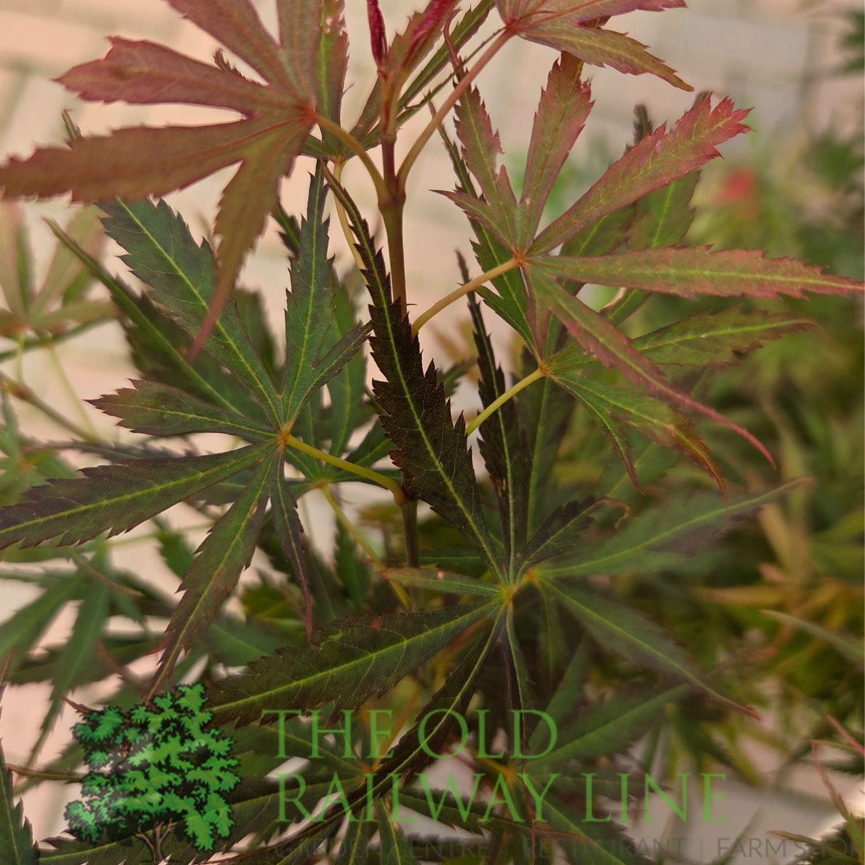 Green Inspiration Acer Palmatum 'Jerre Schwartz' 7.5Ltr Pot - Old Railway Line Garden Centre