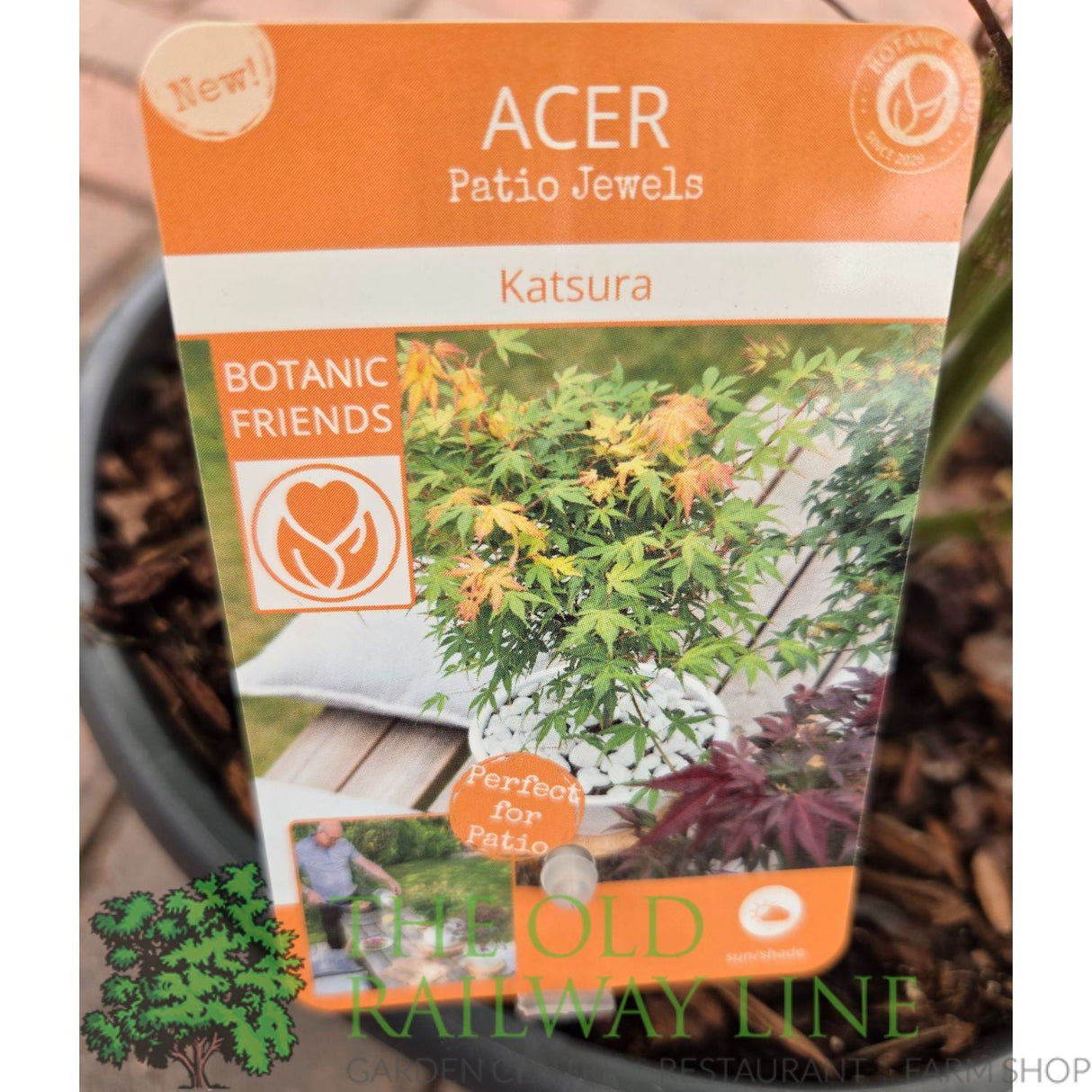 Green Inspiration Acer Palmatum 'Katsura' 55Ltr Pot - Old Railway Line Garden Centre