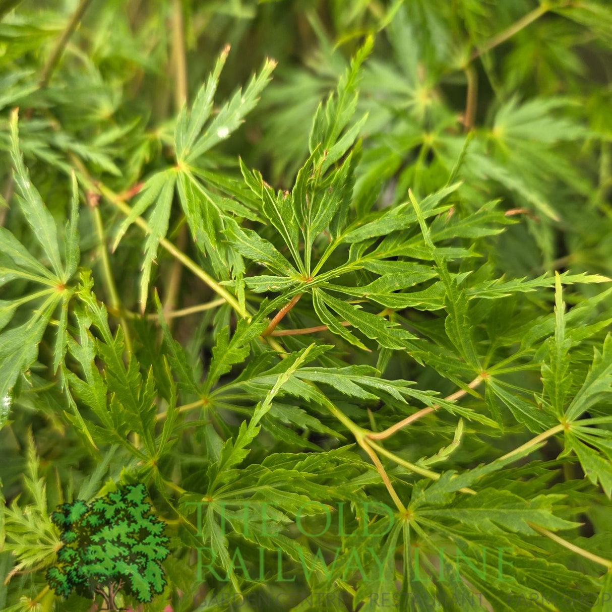 Green Inspiration Acer Palmatum 'Seiryu' 55Ltr Pot - Old Railway Line Garden Centre
