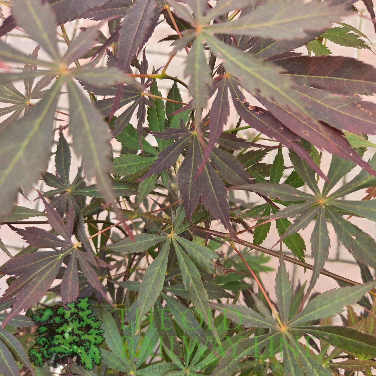 Green Inspiration Acer Palmatum 'Sumi - Nagashi' 7.5Ltr Pot - Old Railway Line Garden Centre