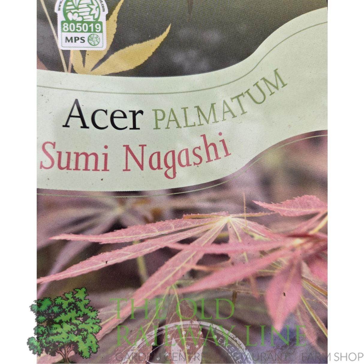 Green Inspiration Acer Palmatum 'Sumi - Nagashi' 7.5Ltr Pot - Old Railway Line Garden Centre