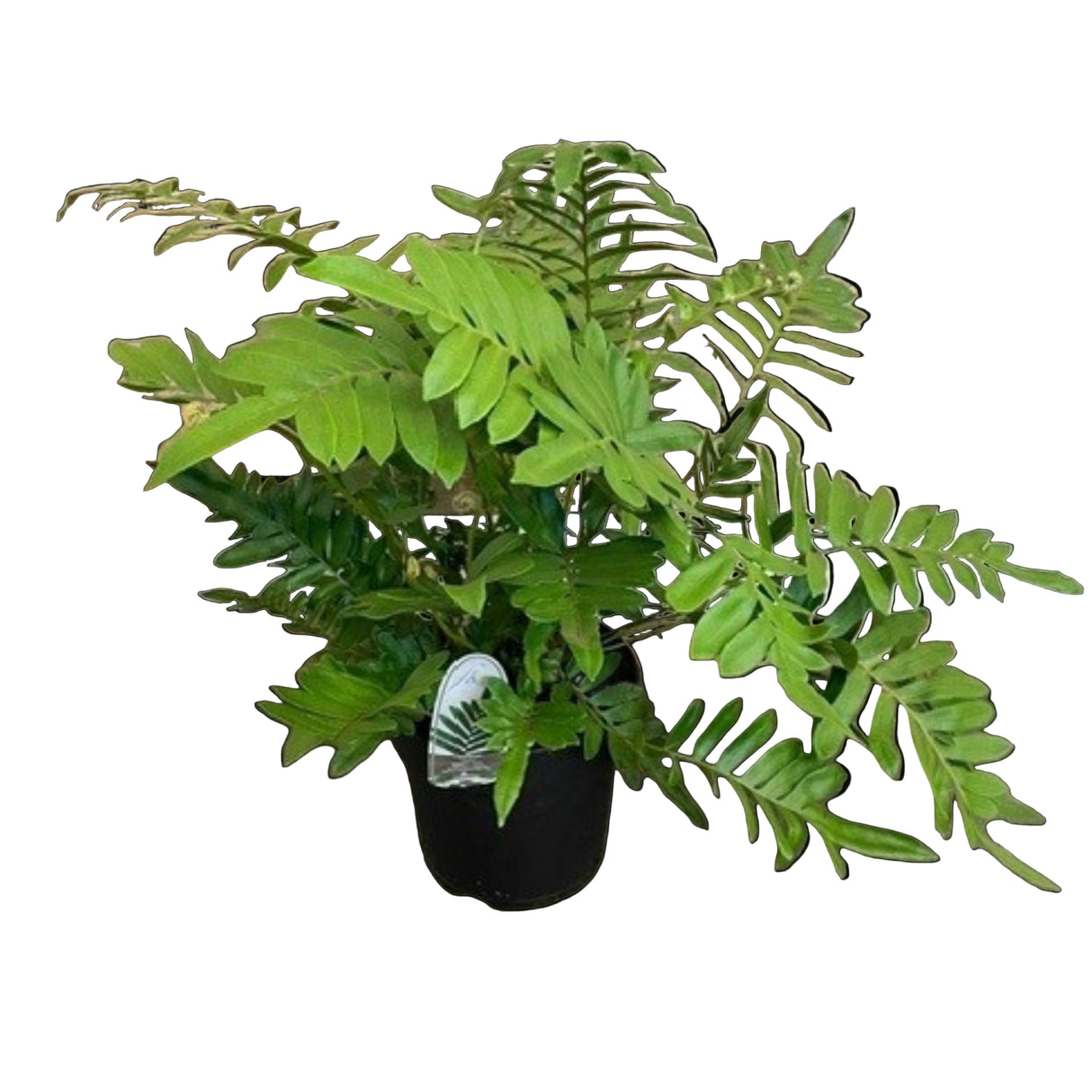 Green Inspiration Blechnum Tabulare 5Ltr Pot - Old Railway Line Garden Centre