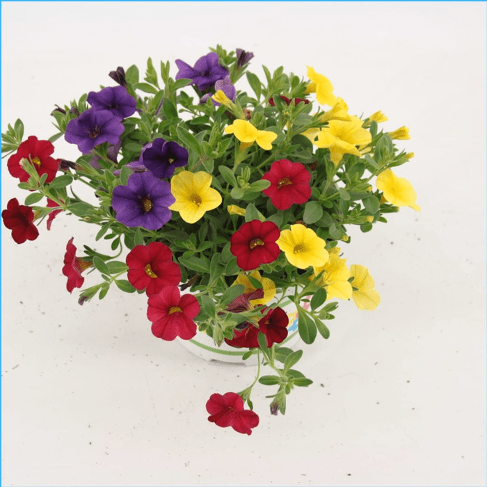 Green Inspiration Calibrachoa 'Trixi Bolero' 12cm Pot - Old Railway Line Garden Centre