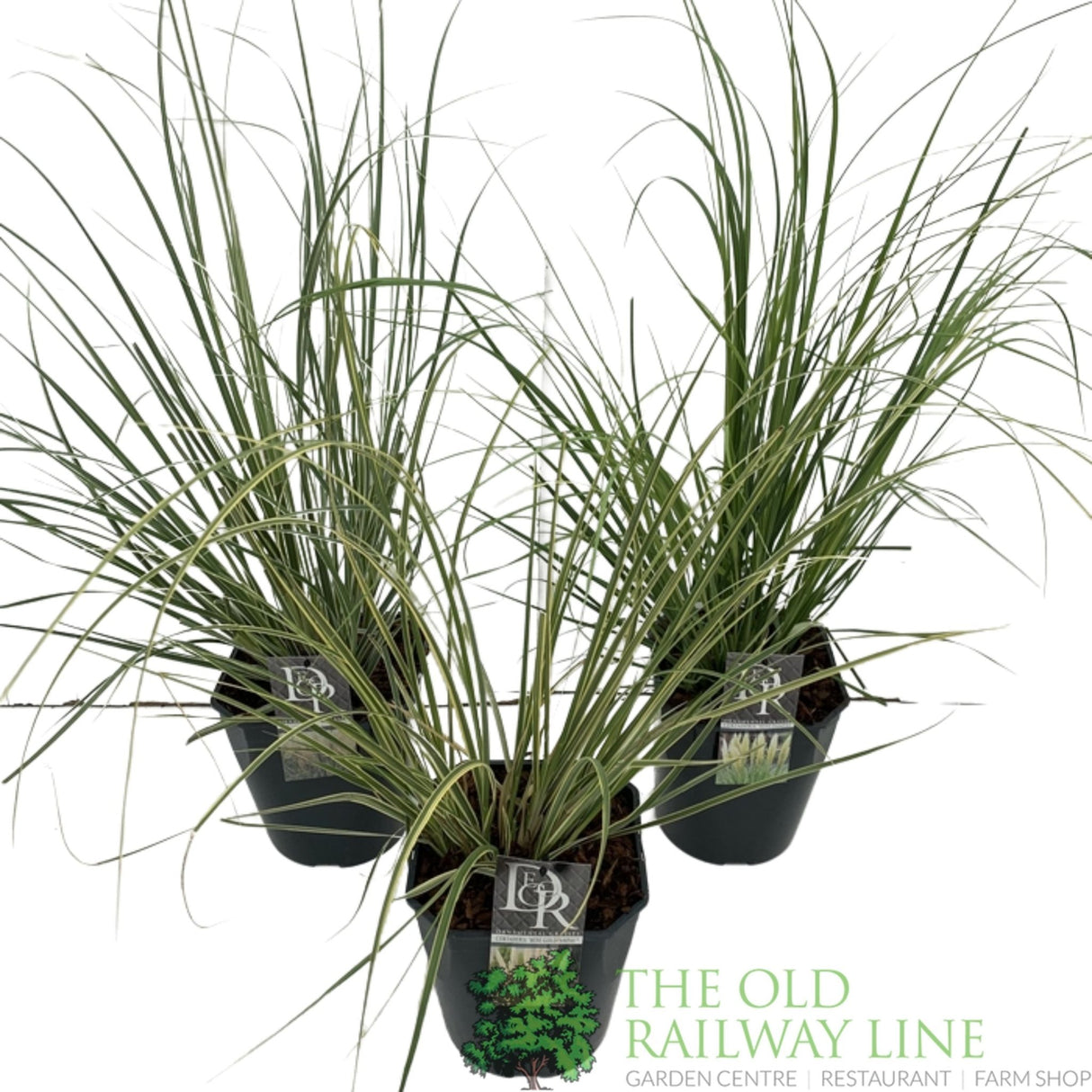 Green Inspiration Cortaderia Selloana Mini Pampas Mixed 23cm Pot - Old Railway Line Garden Centre