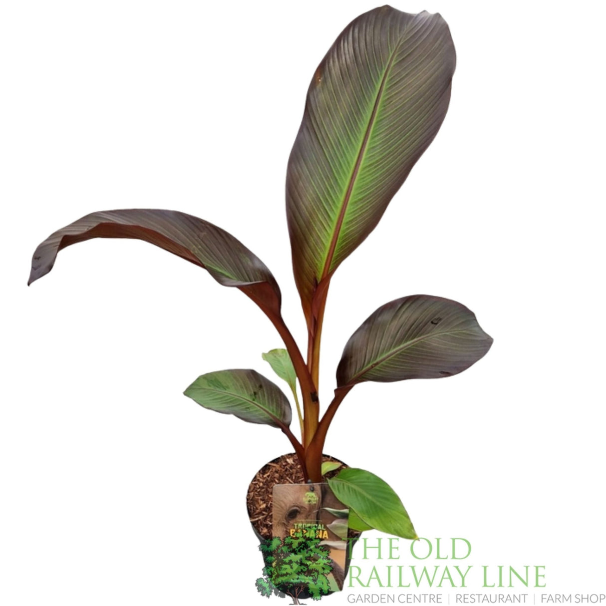 Green Inspiration Ensete ventricosum 'Maurelli' Tropical Banana 7.5Ltr Pot - Old Railway Line Garden Centre