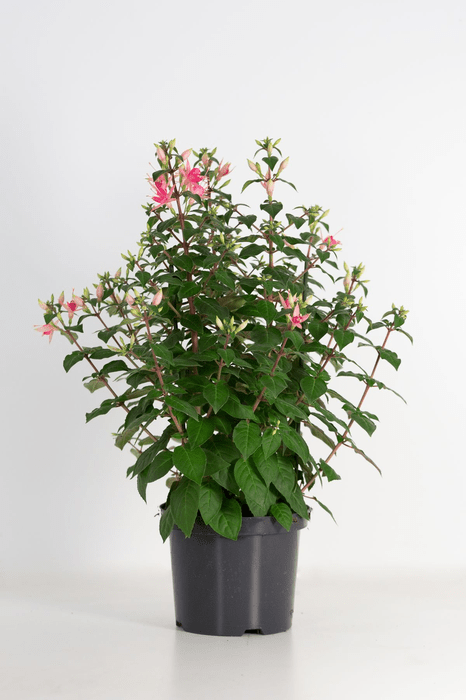 Green Inspiration Fuchsia 'Walz Jubelteen' 21cm Pot - Old Railway Line Garden Centre