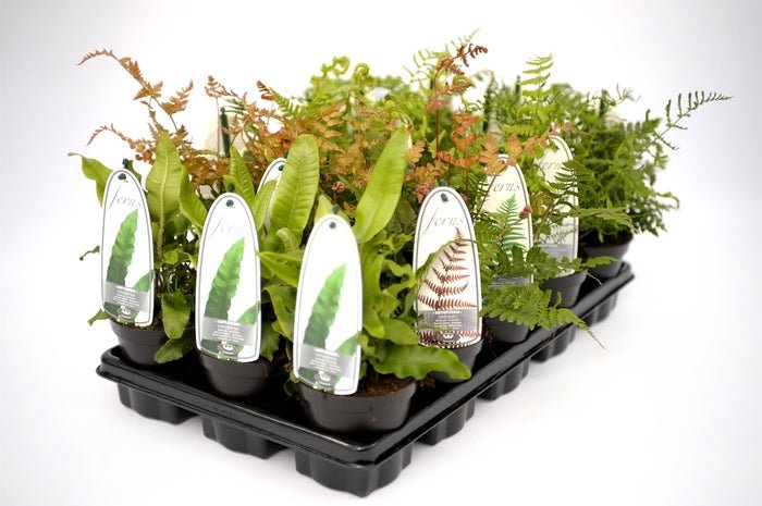 Green Inspiration Hardy Fern Mixed 11cm Pot - Old Railway Line Garden Centre