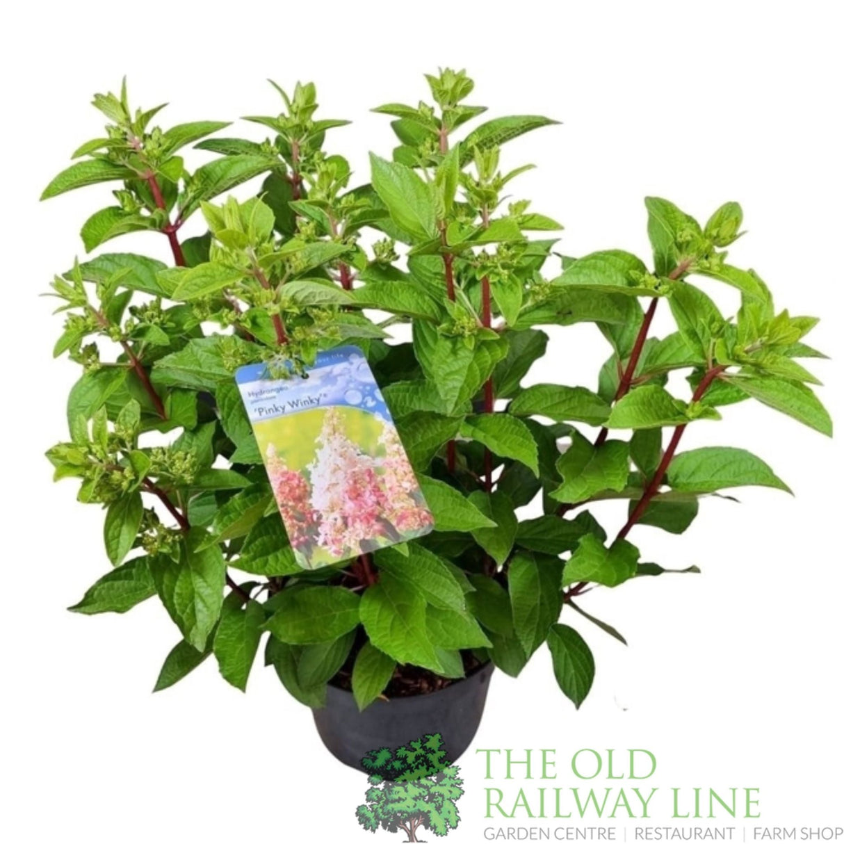 Green Inspiration Hydrangea pan. 'Pinky Winky' XL - Old Railway Line Garden Centre