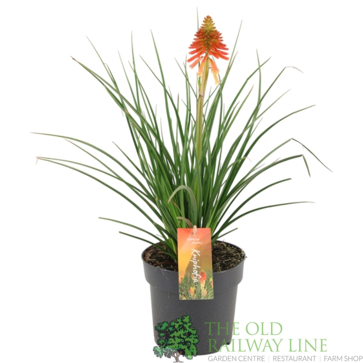 Green Inspiration Kniphofia 'Papaya Popsicle' 2Ltr Pot - Old Railway Line Garden Centre