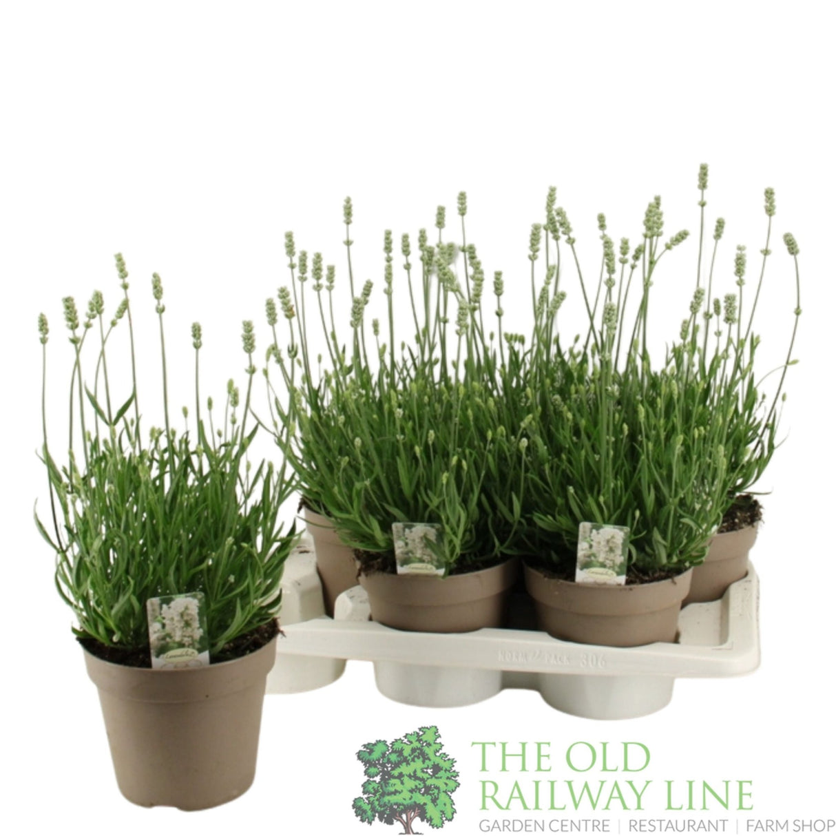 Green Inspiration Lavandula Angustifolia 'Aromance White' 2Ltr Pot - Old Railway Line Garden Centre