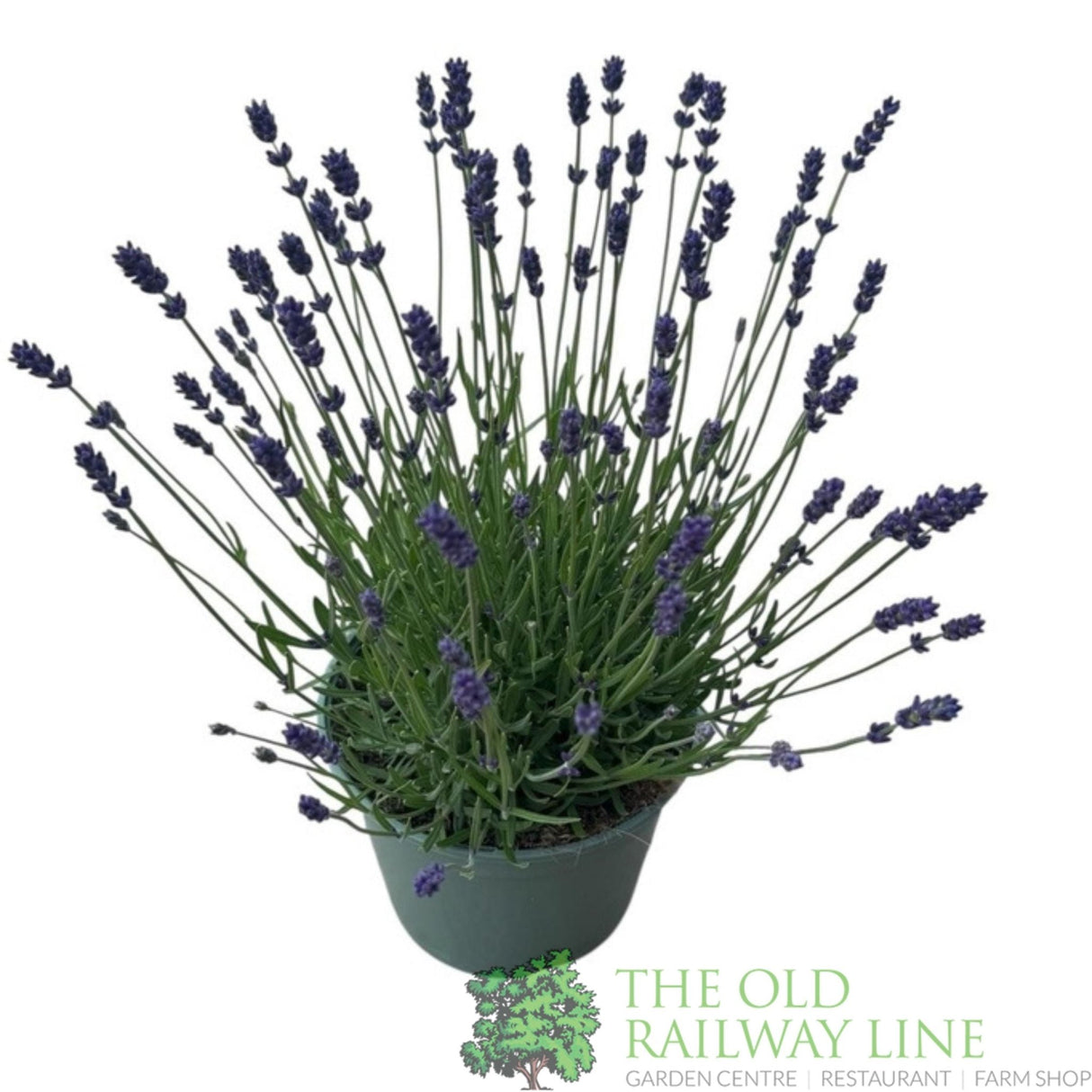 Green Inspiration Lavandula Angustifolia 'Hidcote' 2Ltr Pot - Old Railway Line Garden Centre