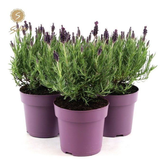 Green Inspiration Lavandula 'St Anouk' Zinc Lavender 15cm Pot - Old Railway Line Garden Centre