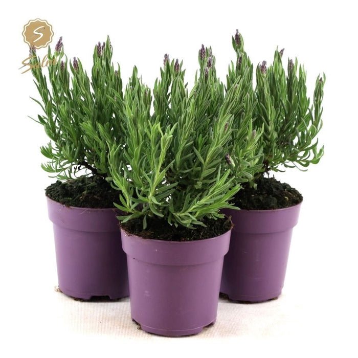 Green Inspiration Lavandula Stoechas 'Anouk' 10.5cm Pot - Old Railway Line Garden Centre
