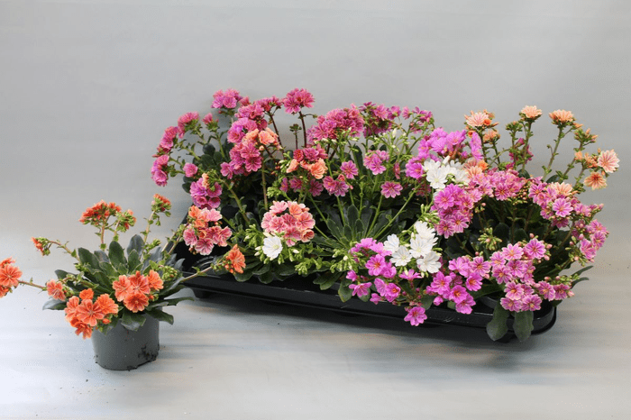 Green Inspiration Lewisia 'Mountain Dreams' 10.5cm Pot - Old Railway Line Garden Centre