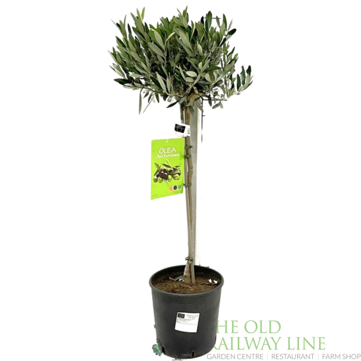 Green Inspiration Olea Europaea 'Olive Tree' 22cm Pot - Old Railway Line Garden Centre