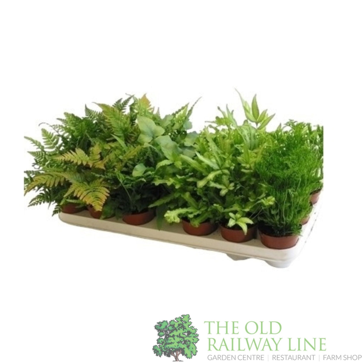 Green Inspiration Pteris Mixed 8.5cm Pot - Old Railway Line Garden Centre