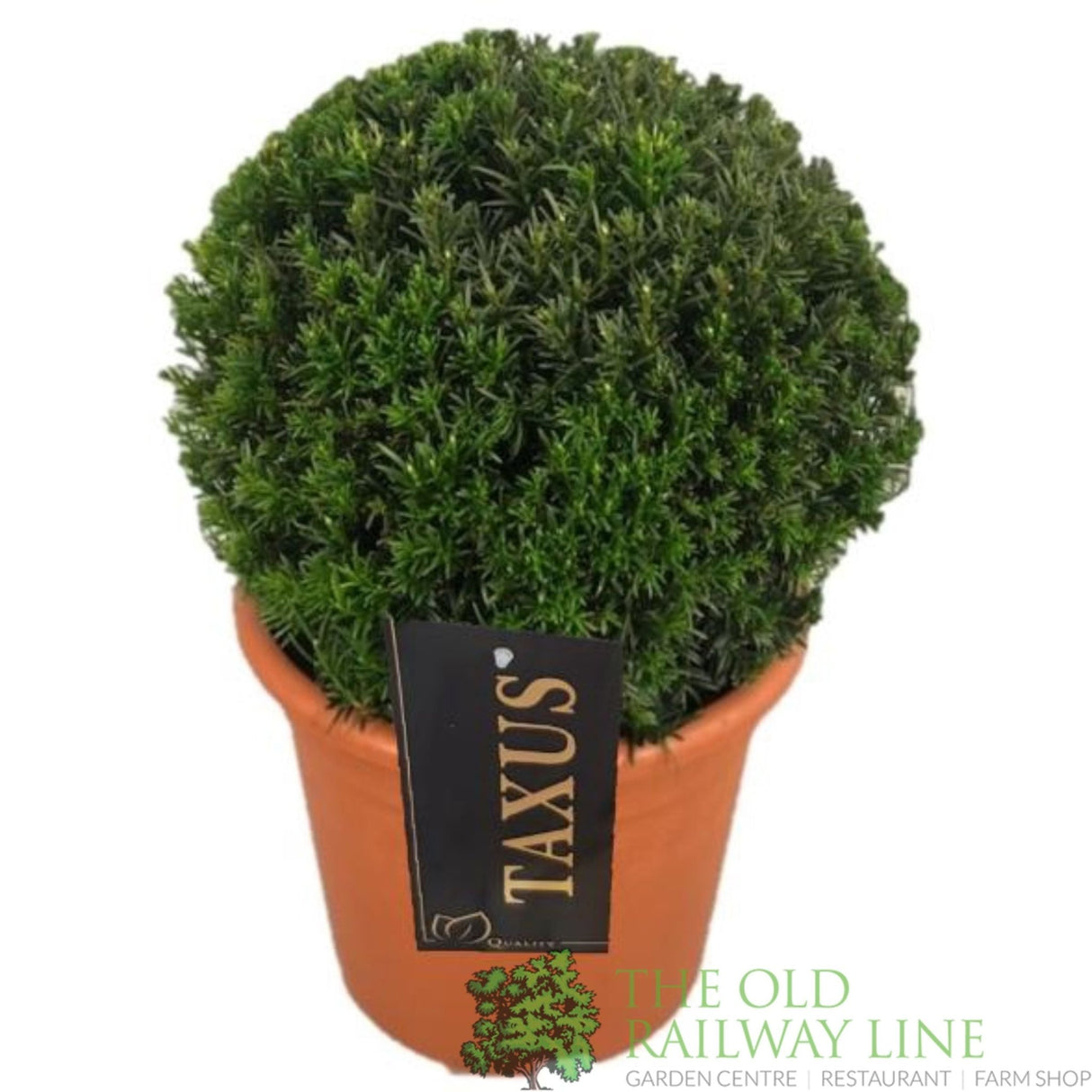 Green Inspiration Taxus 'Groenland' 40/45cm Ball 28cm Pot - Old Railway Line Garden Centre