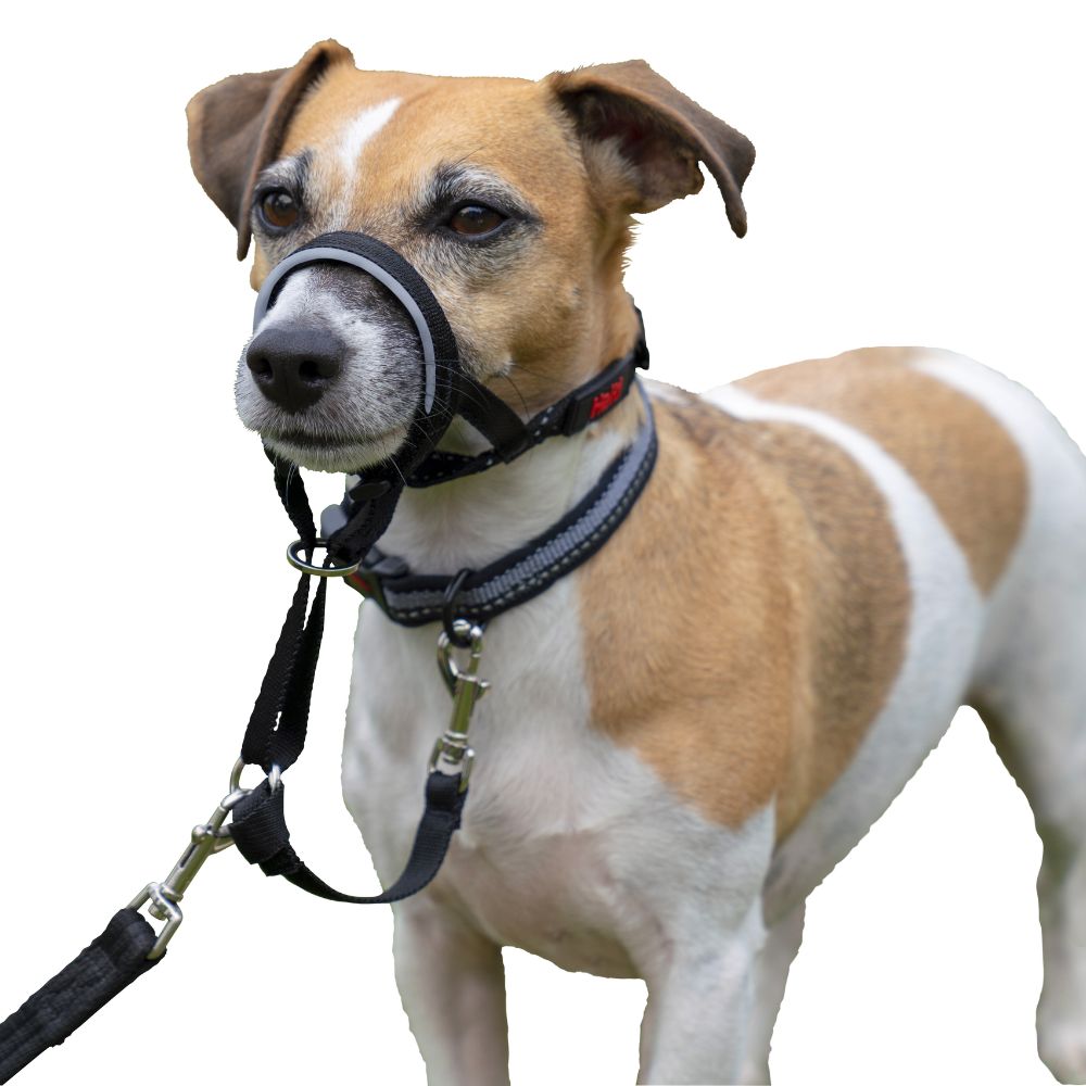 Halti Black Dog Training Headcollar