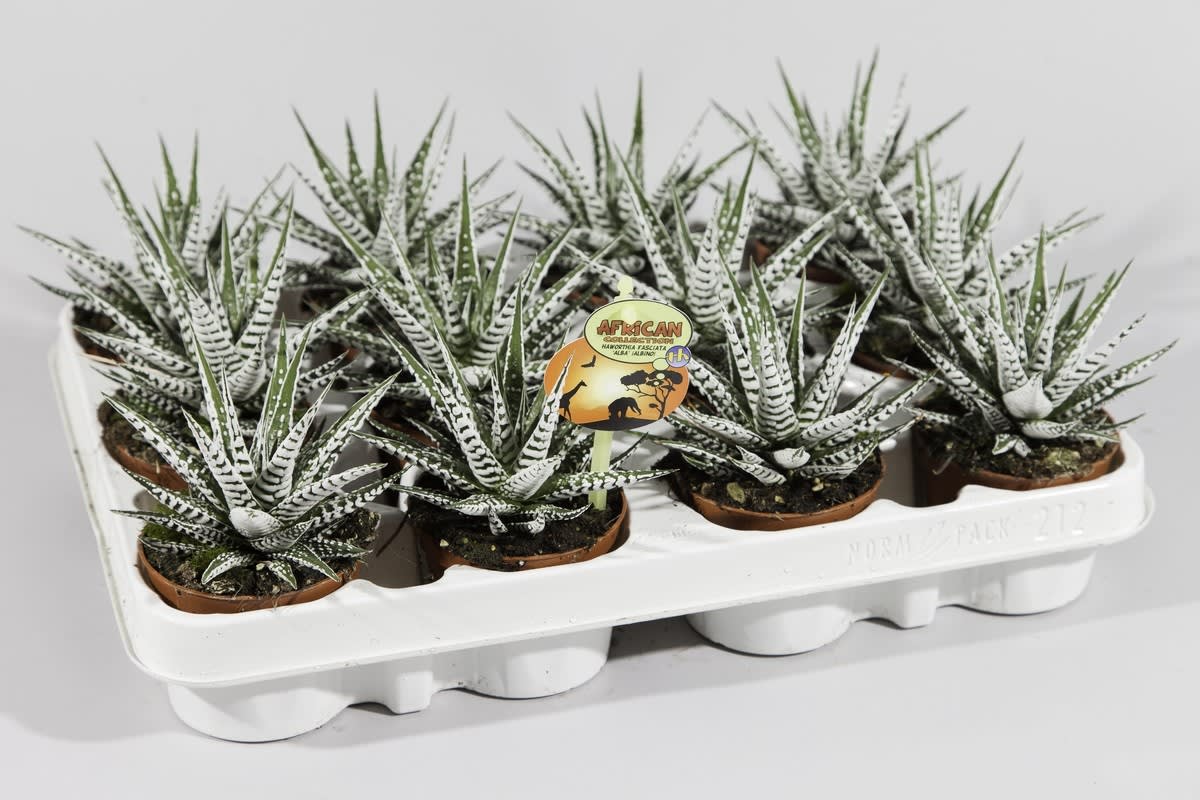 Haworthia 'Alba' Houseplant 8cm Pot - Old Railway Line Garden Centre