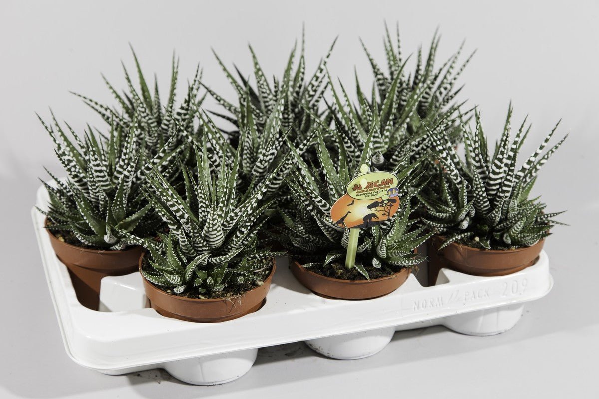 Haworthia 'Big Band' Plant 10.5cm Pot (NL) - Old Railway Line Garden Centre