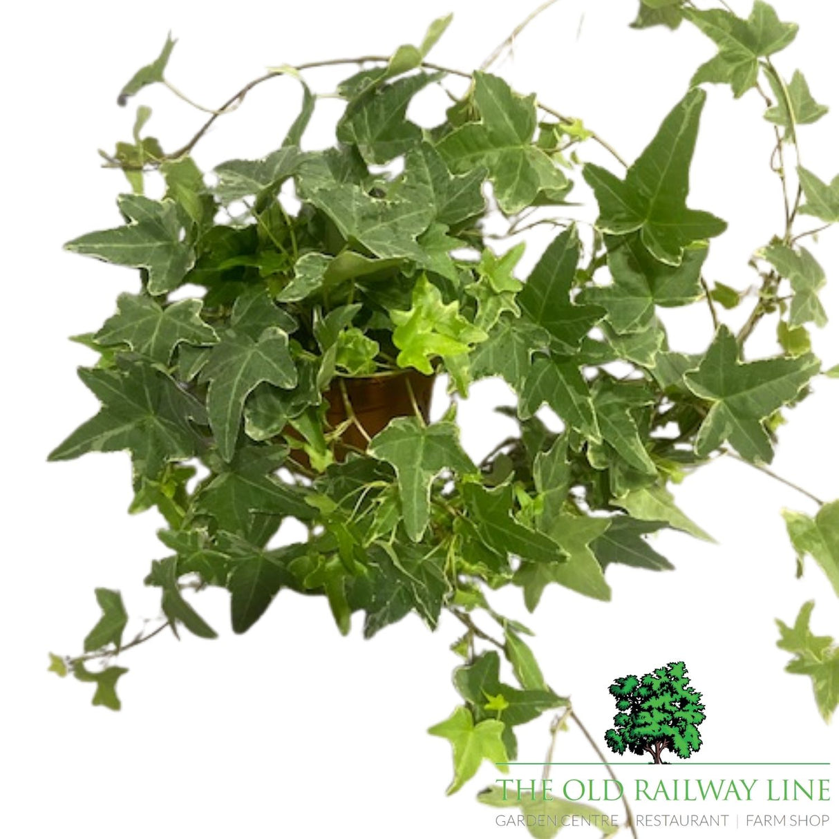 Hedera Assorted Ivy Plant- 12cm Pot