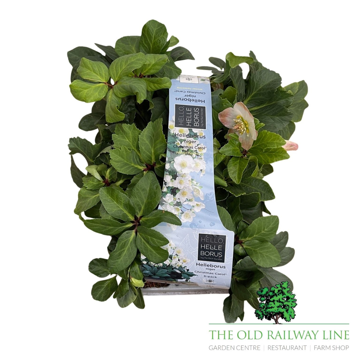 Helleborus Christmas Carol Plant - 6 Pack