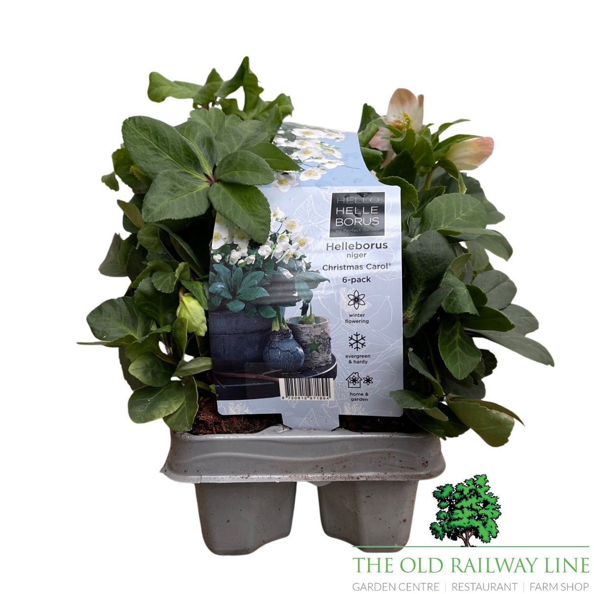 Helleborus Christmas Carol Plant - 6 Pack