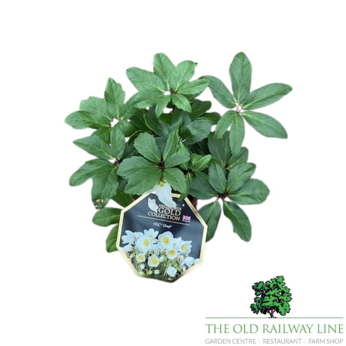 Helleborus HGA CR 'Diva' Helleborus Gold Collection Plant - 4.5Ltr Pot - Old Railway Line Garden Centre