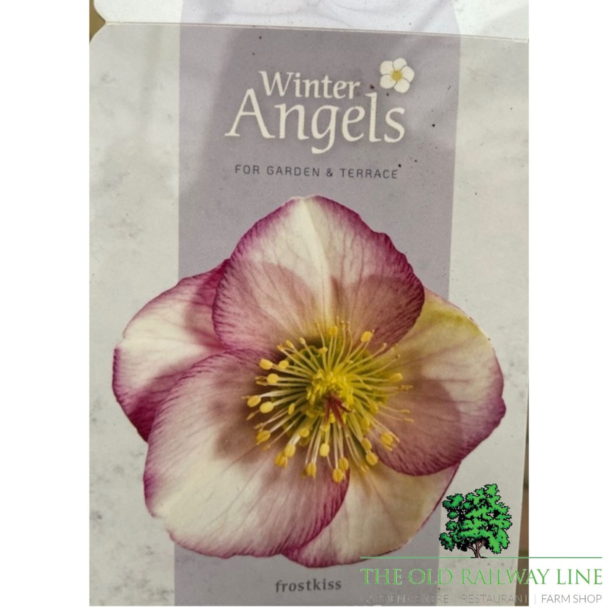 Helleborus Frostkiss Plant - 15cm Pot