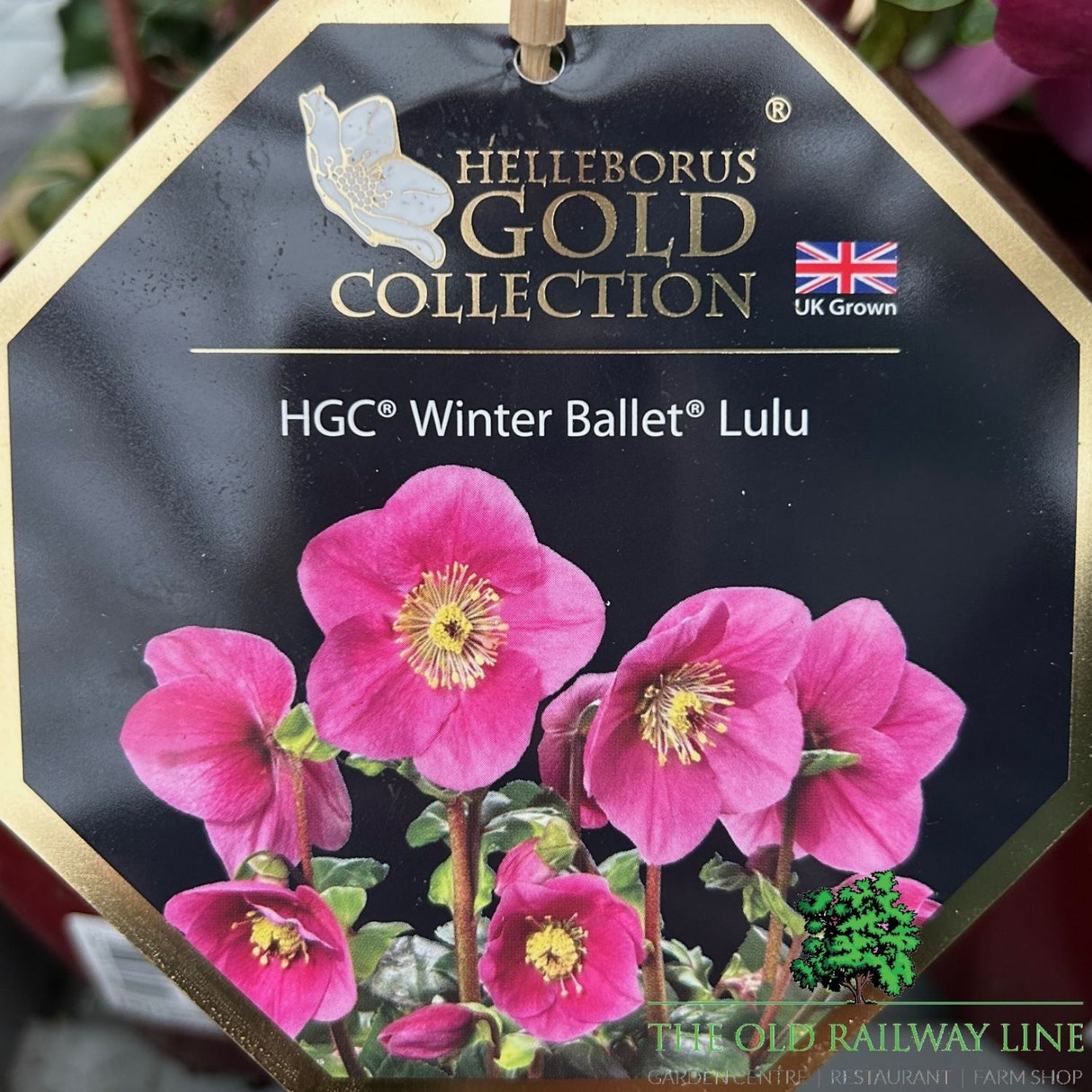 Helleborus HGC Winter Ballet Lulu - 2Ltr Pot
