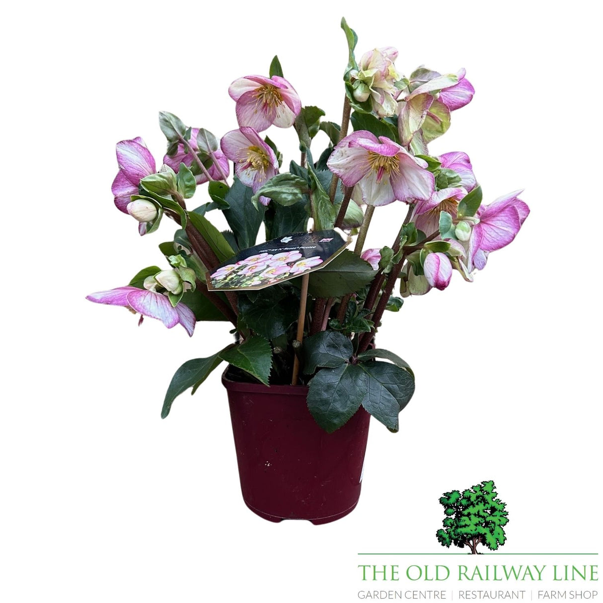Helleborus Ice n Roses Picottee Plant - 2Ltr Pot