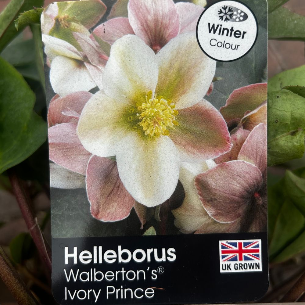 Helleborus 'Ivory Prince' Plant - 3Ltr Pot