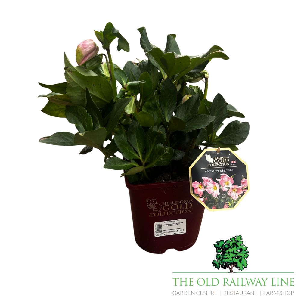 Helleborus 'Winter Ballet Katie' Plant - 4.5Ltr Pot