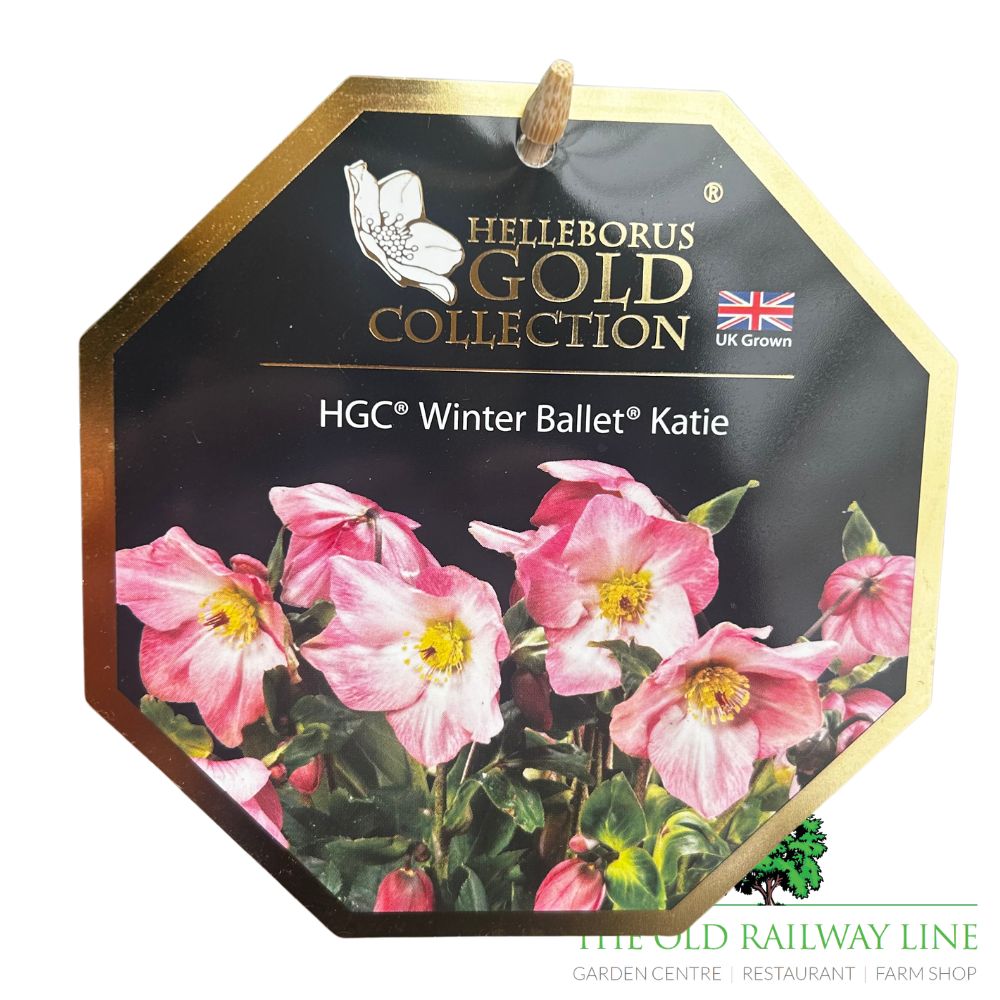 Helleborus 'Winter Ballet Katie' Plant - 4.5Ltr Pot