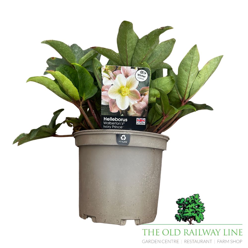 Helleborus 'Ivory Prince' Plant - 3Ltr Pot