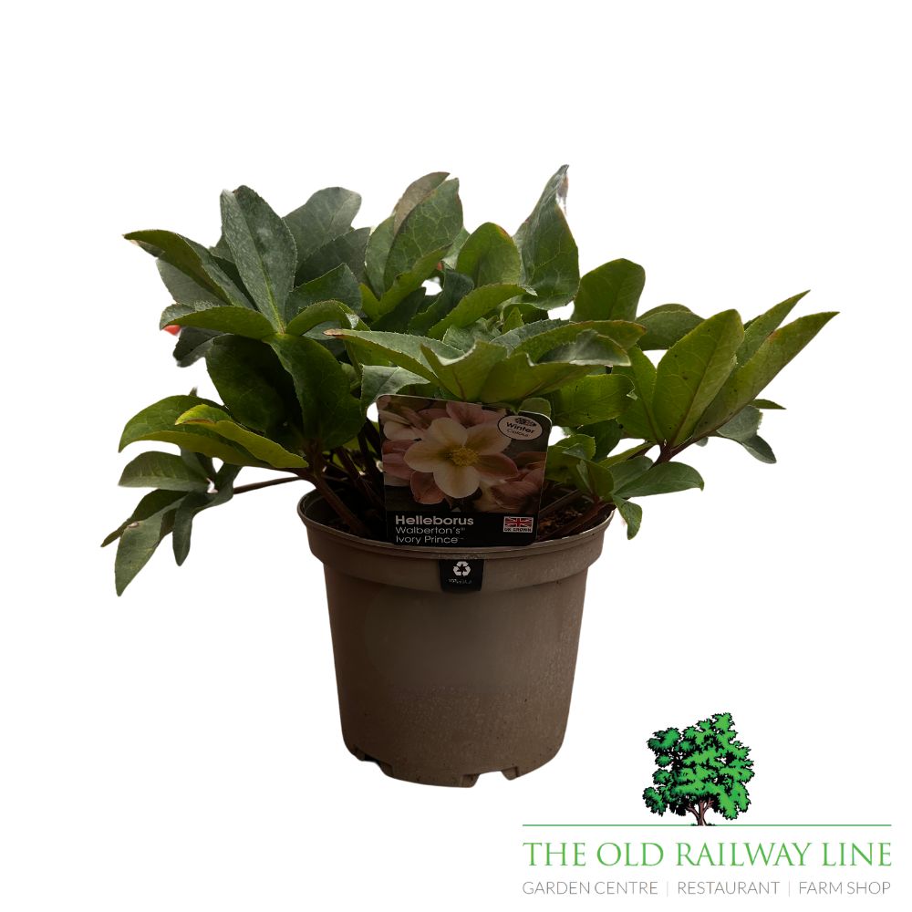Helleborus 'Ivory Prince' Plant - 3Ltr Pot