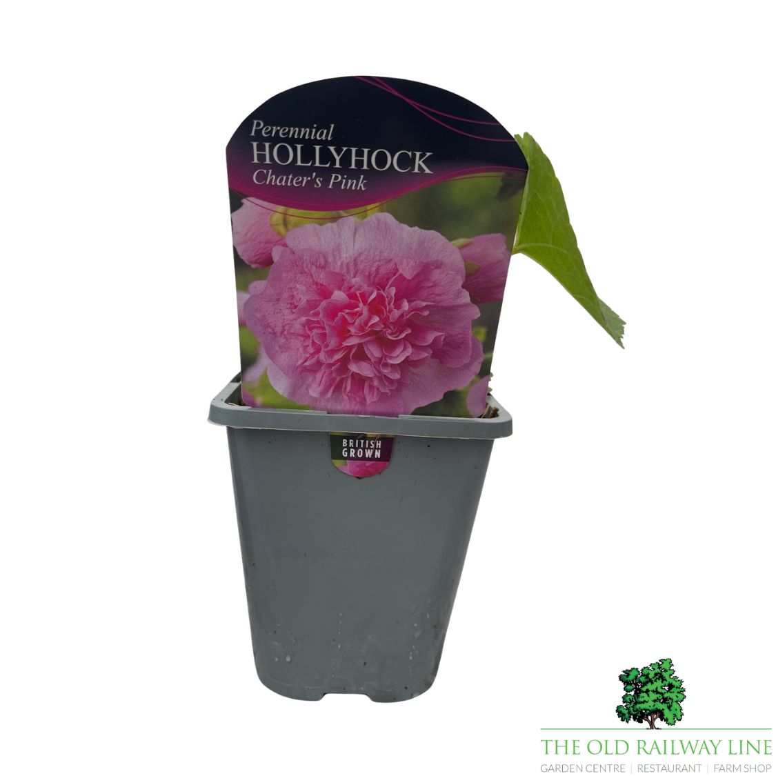 Hollyhock Chater's Pink Plant - 1Ltr Pot