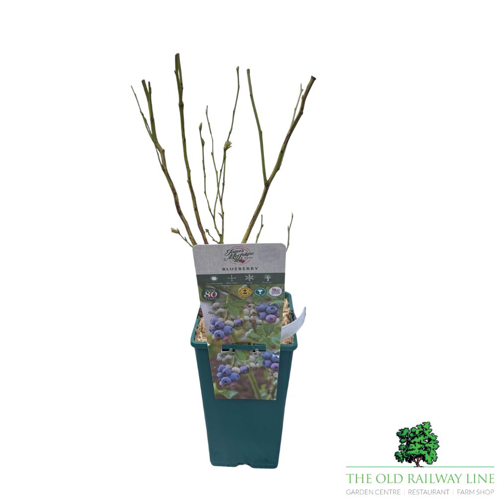 Blueberry 'Hannahs Choice' Bush - 3Ltr Pot