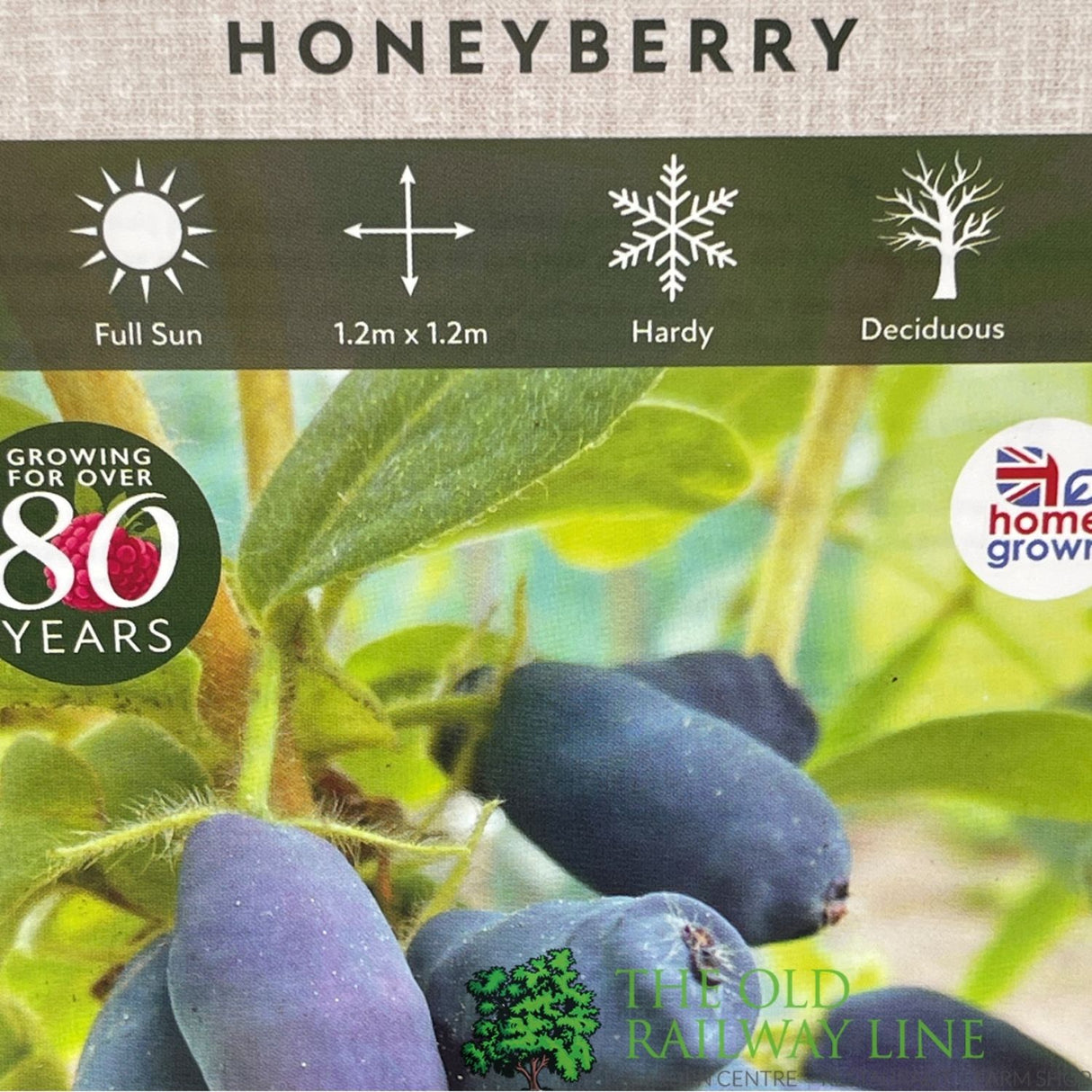 Honeyberry 'Strawberry Sensation' Fruit Bush - 3Ltr Pot