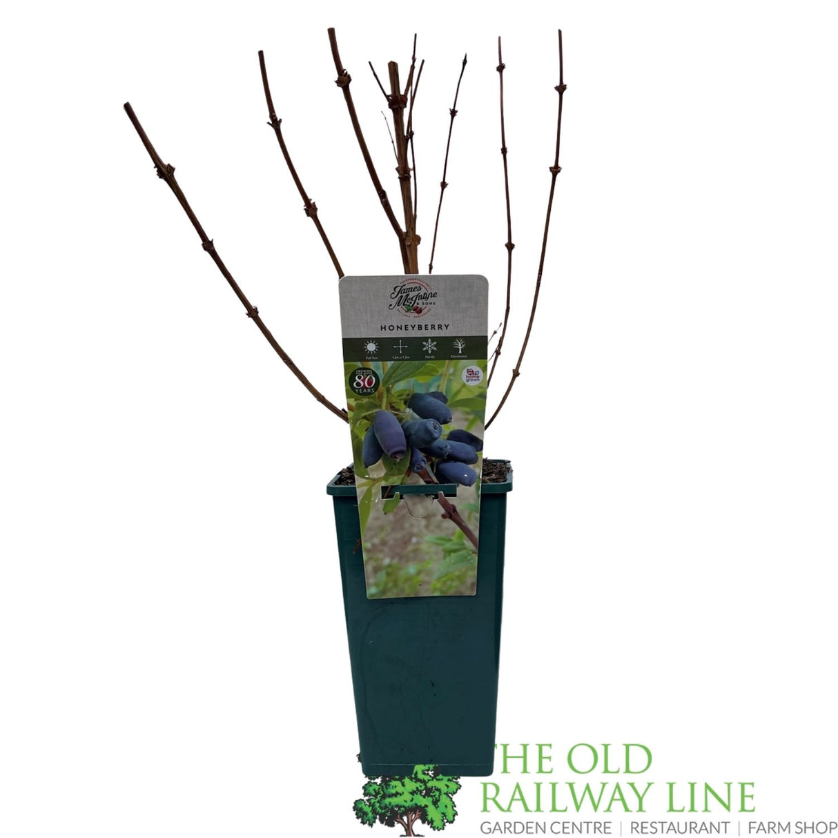 Honeyberry 'Strawberry Sensation' Fruit Bush - 3Ltr Pot
