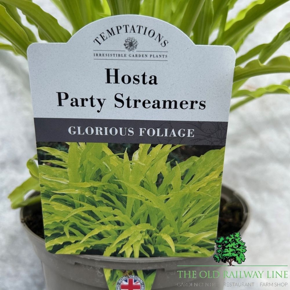 Hosta 'Party Streamers' Plant - 2Ltr Pot