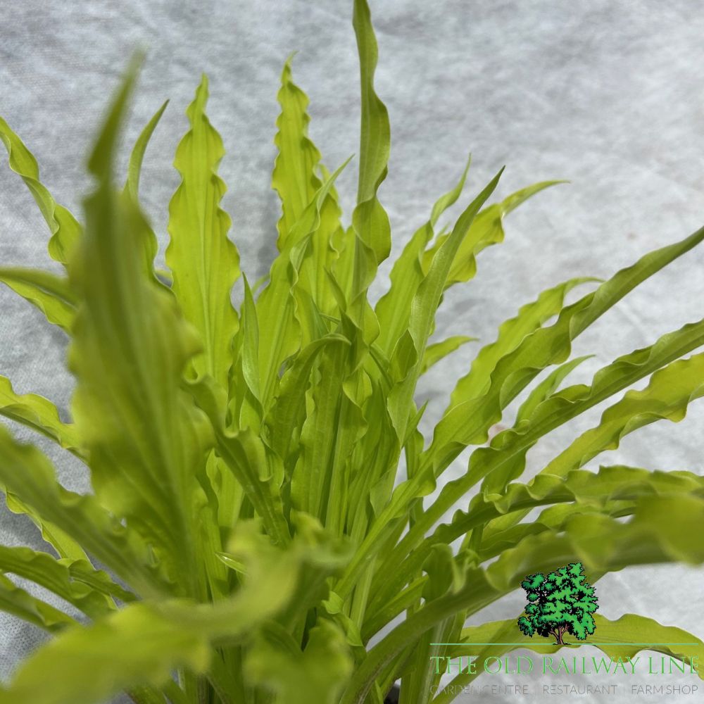 Hosta 'Party Streamers' Plant - 2Ltr Pot