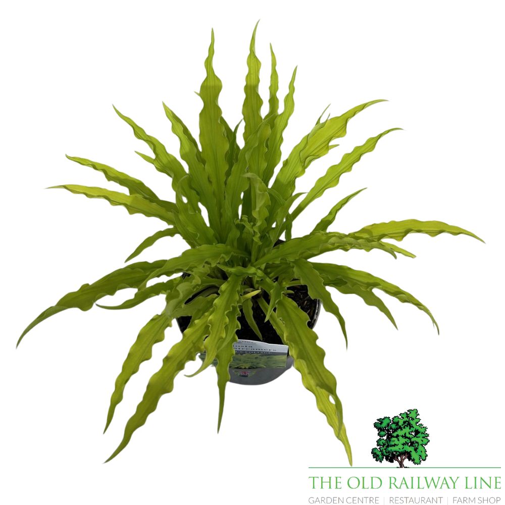 Hosta 'Party Streamers' Plant - 2Ltr Pot