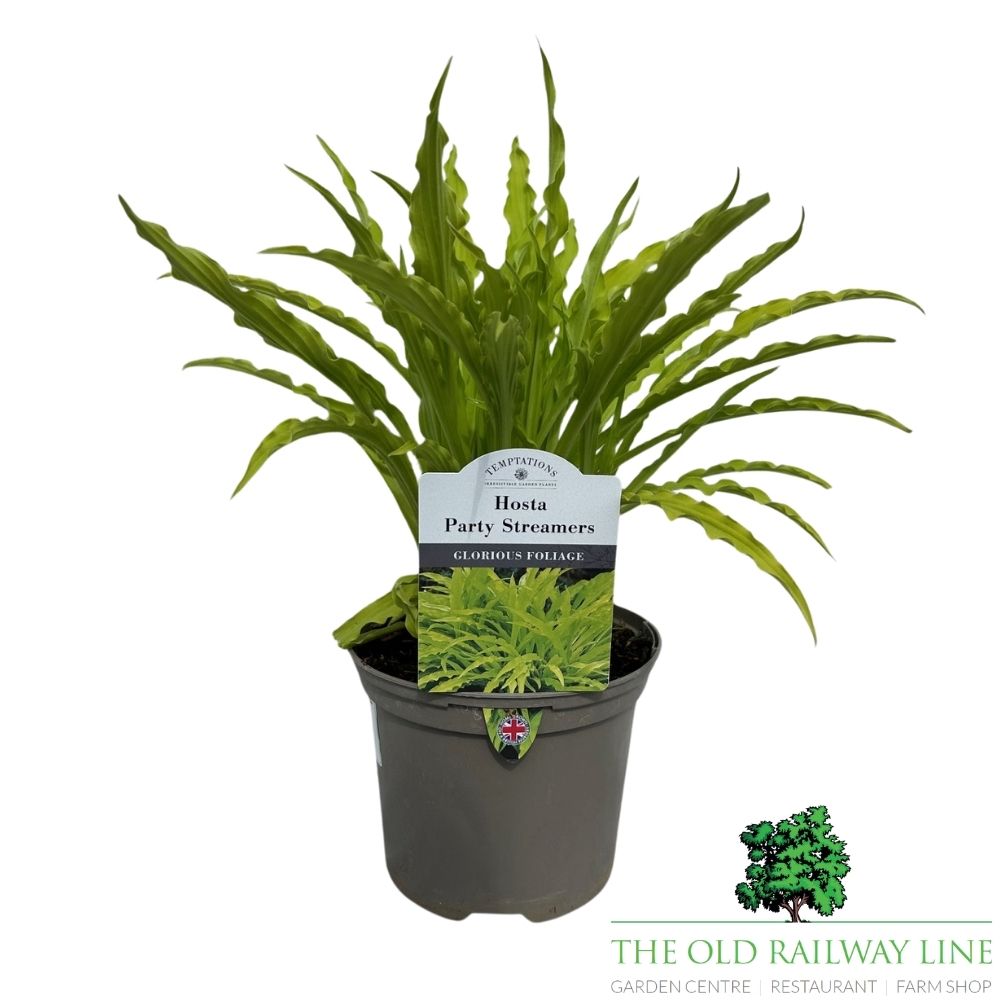 Hosta 'Party Streamers' Plant - 2Ltr Pot
