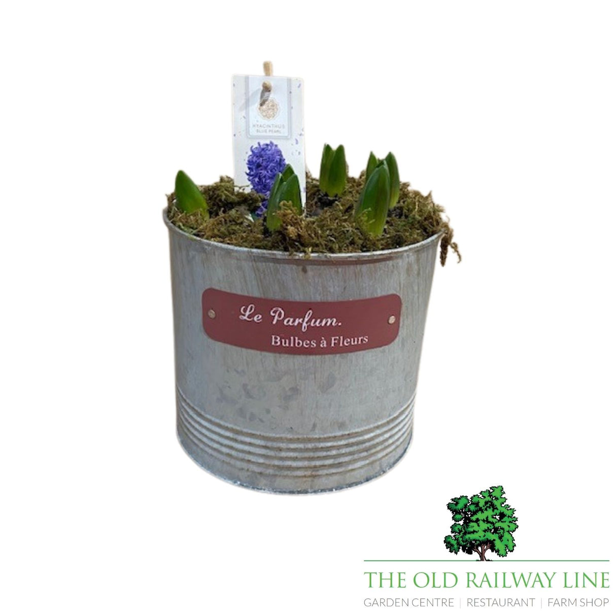 Hyacinth Planted Pot - 18cm Pot (Choice of 3)